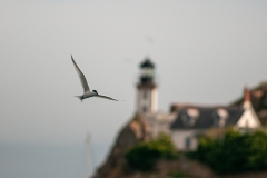 20100710_2010-07-10-09-27-15NIKON-CORPORATION-NIKON-D300S4352x2868