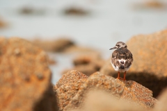 20100815_2010-08-15-15-00-27NIKON-CORPORATION-NIKON-D300S4352x2868