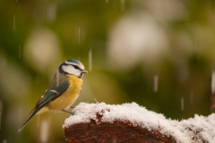 20101128_2010-11-28-10-06-14NIKON-CORPORATION-NIKON-D300S4352x2868