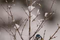 20101201_2010-12-01-10-09-55NIKON-CORPORATION-NIKON-D300S4352x2868