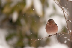 20101201_2010-12-01-10-19-55NIKON-CORPORATION-NIKON-D300S4352x28681271558040