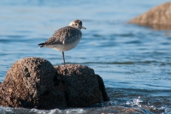 20110131_2011-01-31-15-29-17NIKON-CORPORATION-NIKON-D300S4352x2868