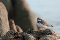 20110131_2011-01-31-16-21-45NIKON-CORPORATION-NIKON-D300S4352x2868