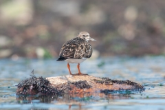 20110321_2011-03-21-15-01-54NIKON-CORPORATION-NIKON-D300S4352x2868