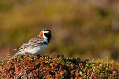 20120603_2012-06-03-17-09-57NIKON-CORPORATION-NIKON-D300S4352x2868931712664