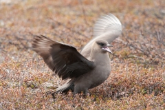 20120607_2012-06-07-16-59-52NIKON-CORPORATION-NIKON-D300S4352x2868