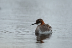 20120608_2012-06-08-10-29-20NIKON-CORPORATION-NIKON-D300S4352x28681097916872