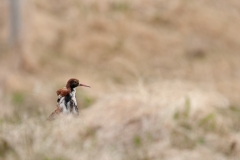 20120608_2012-06-08-15-42-34NIKON-CORPORATION-NIKON-D300S4352x2868-2