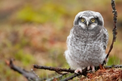 20120610_2012-06-10-09-21-13NIKON-CORPORATION-NIKON-D300S4352x2868-2