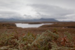 MG_6815