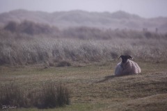 MG_0610